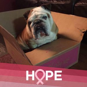 Meet your Posher, Cheryl